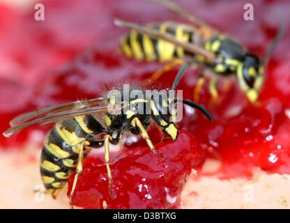 (Afp) - Deux wasp se trouve sur un morceau de pain et profiter de la douce confiture collante sur le dessus de celui-ci à Magdeburg, Allemagne, 14 août 2003. Ces insectes volants nourrissent habituellement les restes des animaux, sap, le pollen et le nectar mais aussi de produire des produits par les humains comme de la marmelade et confiture. Les humains ne sont pas l'ennemi naturel de la Banque D'Images