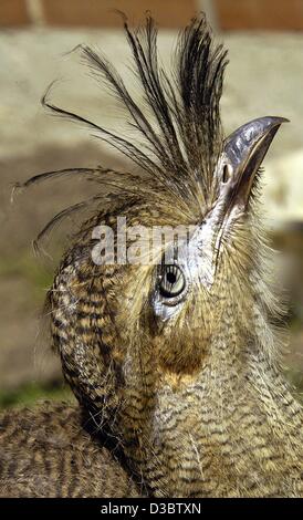 (Afp) - UN Sermias progéniture ressemble dans le ciel au zoo de Berlin, Allemagne, 26 août 2003. Les deux vieux de six semaines ont été introduits d'oiseaux au public au zoo. Ces oiseaux sont originaires d'Amérique du Sud, peut se développer en taille jusqu'à un mètre et sont étroitement liés à l'espèce déjà de Gr Banque D'Images