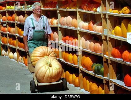 (Afp) - Agriculteur Eberhard Riecke pousse deux énormes citrouilles sur une brouette passé une étagère de plus petites citrouilles dans Philipstal, Allemagne, 20 août 2003. Races Riecke environ 20 variétés de citrouilles. Banque D'Images