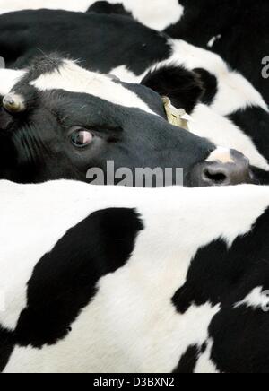(Afp) - Une vache regarde le photographe de au milieu d'un troupeau de bétail moucheté noir et blanc sur un pâturage près de Bad Oldesloe, Allemagne, 14 juillet 2003. Banque D'Images