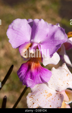 Madagascar, Ranomafana, orchidées exotiques de plus en Cristo Jardin de l'hôtel Banque D'Images