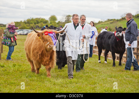 Highland cattle Champion avec des rosaces de partir pour la Grande Parade avec le spectacle noir champion du Limousin bull sur la droite. Banque D'Images