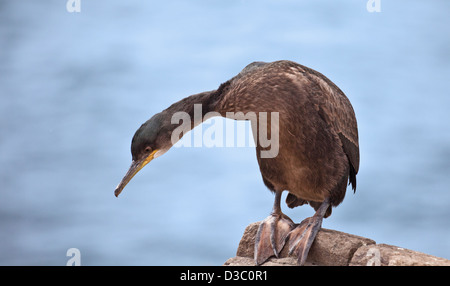 Un jeune Européen/Common Shag (Phalacrocorax aristotelis) "réaliser une forme' comme il se dresse sur un rocher à la recherche dans la mer du Nord. Banque D'Images