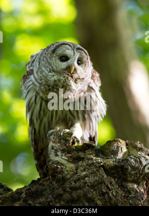 La Chouette rayée (Strix varia) dans la forêt Banque D'Images