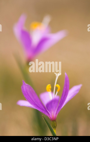 Grass Widow (Sisyrinchium douglaii), dans la gorge du Columbia, Washington, États-Unis Banque D'Images