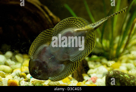 Il s'agit d'une femelle de poisson-chat de Bristlenose Plecostomus Starlight algues nettoyage des rochers dans un aquarium de poissons tropicaux. Banque D'Images