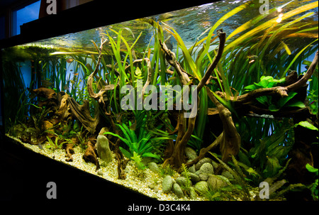 Un magnifique aquarium d'eau douce tropicaux plantés. Banque D'Images