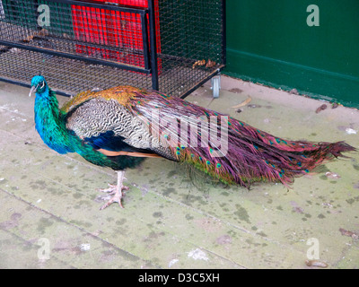 Avec des plumes de paon au repos Banque D'Images