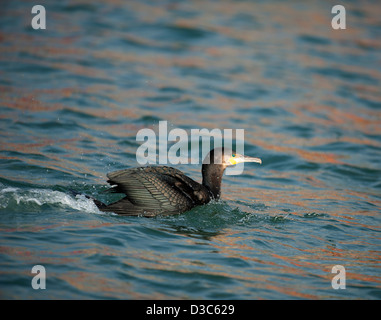 Shag (Phalacrocorax aristotelis) hivernant dans le Moray Firth. L'Écosse. 8948 SCO Banque D'Images