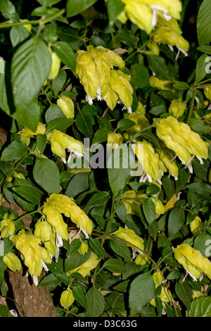 Fleurs jaunes et son feuillage vert foncé de Justicia brandegeana syn Beloperone guttata var. lutea - usine de crevettes Banque D'Images