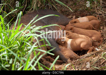 Les porcelets de lait de porcs domestiques sur les terres agricoles dans la Vallée de Viñales / Valle de Vinales, la Sierra de Los Organos, Pinar del Río, Cuba Banque D'Images