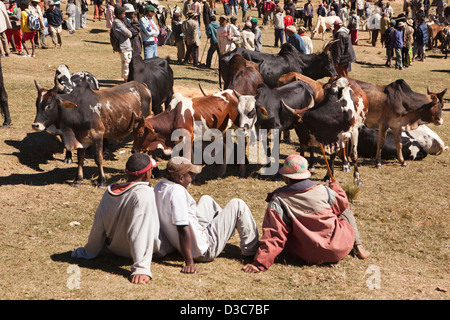 Madagascar, Ambositra, Sandrandahy, marché de zébus, les agriculteurs attendent les clients Banque D'Images