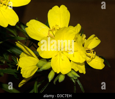 Grappe de fleurs jaune vif et les bourgeons de Oenanthera cultivar 'Lemon Drops' sur un fond sombre Banque D'Images