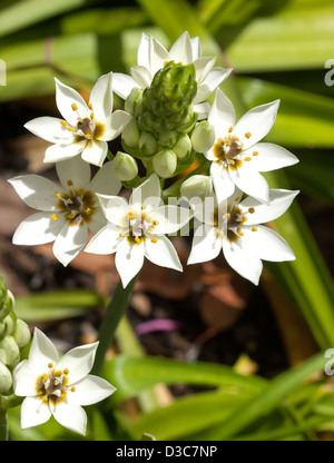 Spike de fleurs blanches et de bourgeons d'Ornithogalum 'flocon' Chesapeake Banque D'Images