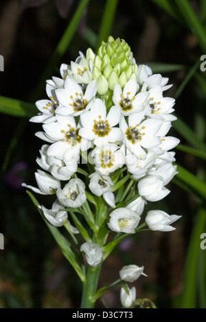 Grand épi de fleurs blanches et de bourgeons de Ornithogalum 'flocon' Chesapeake Banque D'Images