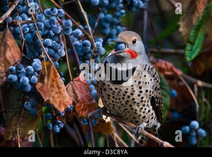 Le Pic flamboyant (Colaptes aruatus) mâle se nourrissant de Californie à maturité des raisins sauvages (Vitis californica) la Sierra Foothills de No Banque D'Images