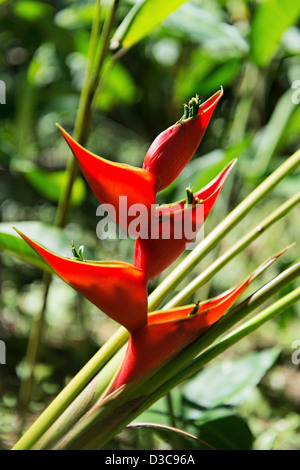 Fleurs tropicales au Jardin botanique de Balata, jardin de balata, Martinique, Petites Antilles, mer des Caraïbes, France Banque D'Images