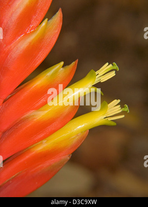 Libre d'orange et de fleurs et bractées jaune - un Vriesia Mariae bromelia Banque D'Images