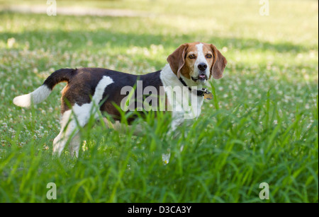 Beagle pure race, posant dans la lumière du matin Banque D'Images