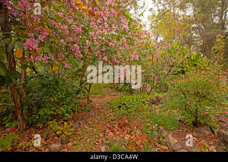 Fleurs rose vif de Bauhinia variegata - avec les feuilles d'automne dispersés dans le jardin à l'ombre de ce bel arbre Banque D'Images