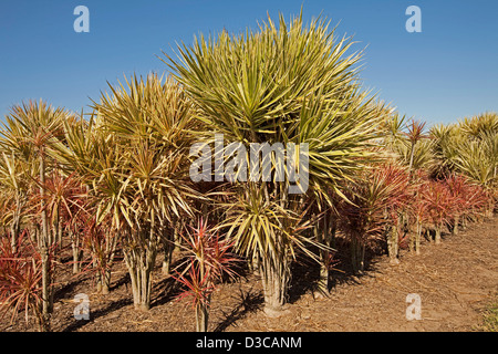 Rangées de grandes plantes - Cordylines et rouge vif feuillage panaché - la croissance à l'extérieur à une pépinière spécialisée Banque D'Images