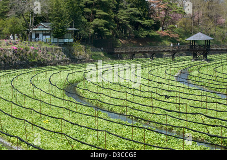 Passerelle piétonnière au-dessus de plus de wasabi Wasabi raifort champ à Daio Nojo ferme en ville Hotaka, Nagano, Japon. Banque D'Images