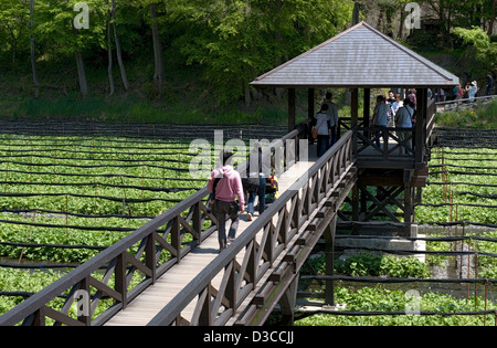 Passerelle piétonnière au-dessus de plus de wasabi Wasabi raifort champ à Daio Nojo ferme en ville Hotaka, Nagano, Japon. Banque D'Images