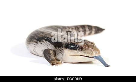 Blue-tongue ou lézard Tiliqua scincoides scincoides scinque, photographié dans un studio adapté à la découpe Banque D'Images