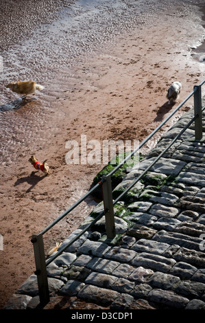 Les chiens jouant sur la plage, Banque D'Images
