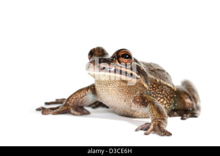 Grenouille verte et golden bell photographié dans un studio adapté à la découpe Banque D'Images