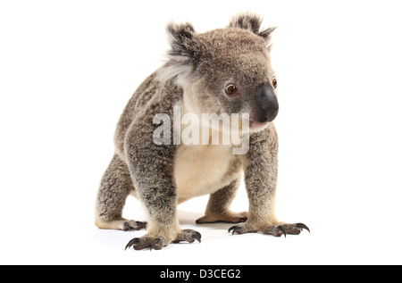 Koala, seul adulte, photographié dans un studio adapté à la découpe Banque D'Images