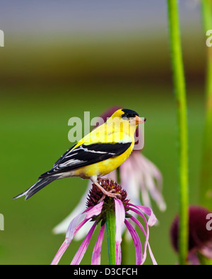 Un gros plan d'un mâle Chardonneret jaune (Carduelis tristis) aussi connu comme le secteur de l'oiseau Banque D'Images