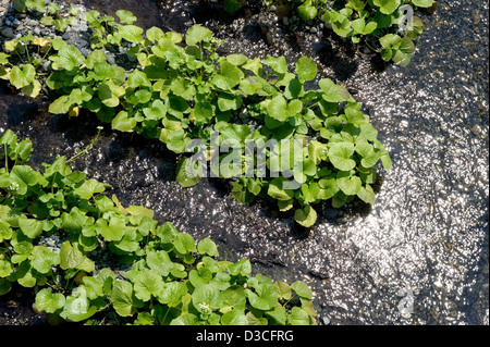 Feuilles vert frais du wasabi (raifort japonais) des plantes qui poussent dans l'eau de la rivière de montagne à Daio Wasabi Nojo ferme, Japon Banque D'Images