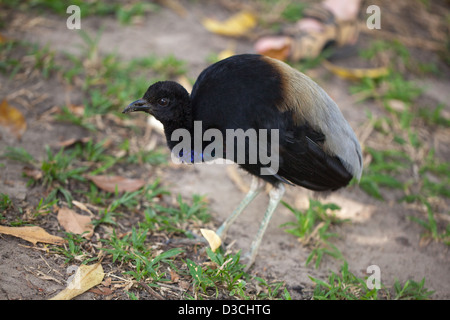 Grey-winged Trumpeter (Psophia crepitans). La masse des oiseaux grégaires vivant du nord forêt amazonienne et guyanais. Banque D'Images