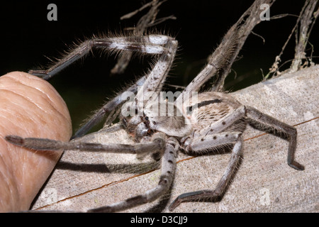 Gros plan d'une grande araignée velue Huntsman australienne - Holconia immanis - avec ses jambes sur un doigt de la personne Banque D'Images