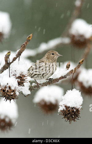 Le siskin de pin dans la neige couvert de gomme à mâcher oiseau oiseaux oiseaux oiseaux chanteurs oiseaux chanteurs oiseaux chanteurs ornithologie Science nature faune Environnement siskins hiver vertical Banque D'Images