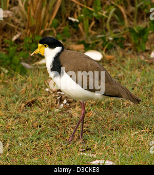 Vanneau masqué / plover Vanellus miles, sur l'herbe près de Australian beach Banque D'Images