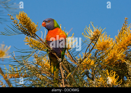 Rainbow lorikeet - an Australian parrot - dans la nature, se nourrissant de fleurs jaune d'or de Grevillea against a blue sky Banque D'Images