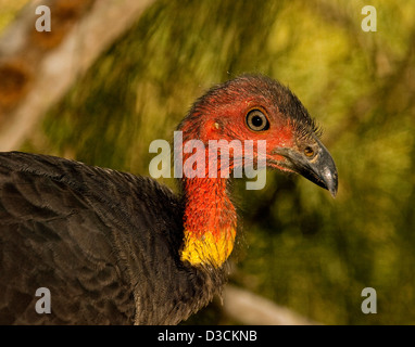 Close up of Australian mâle / brosse de nettoyage de la Turquie Francolinus lathami dans la nature - rouge montrant la tête, du cou et de la face et des yeux lumineux. Banque D'Images