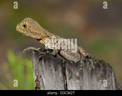 Les jeunes de l'est dragon d'eau australien lizard on log à l'état sauvage en Australie Banque D'Images