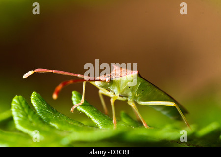 Vue rapprochée d'un Southern Green Stinkbug (Nezara viridula) sur une plante. Banque D'Images