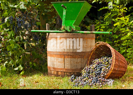 Raisins fraîchement récoltés de répandre à partir d'un panier en osier avec un baril de vin et d'un concasseur de raisin vintage Banque D'Images