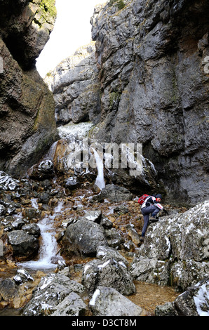 Gordale Scar un ravin calcaire dans le Yorkshire Dales avec Gordale beck formant une cascade à travers les falaises calcaires. Banque D'Images