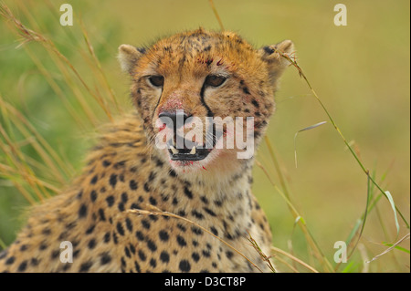 Visage d'un guépard dans les prairies du Masai Mara au Kenya, Afrique Banque D'Images