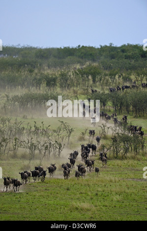 Des Gnous (ou des gnous, des gnous ou wildebai, gnu) sur le run dans le Masai Mara, Kenya, Afrique Banque D'Images