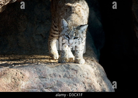 Bobcat s'accroupit et se déplace vers l'avant de l'entrée de la grotte. Emplacement en extérieur est de l'Arizona Canyon Cat Sonora Desert Museum. Banque D'Images