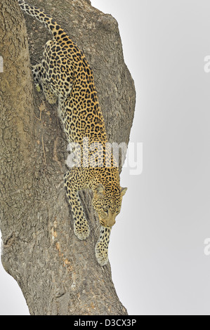 African Leopard (Panthera pardus pardus) marchant dans un arbre dans le Masai Mara au Kenya, Afrique Banque D'Images