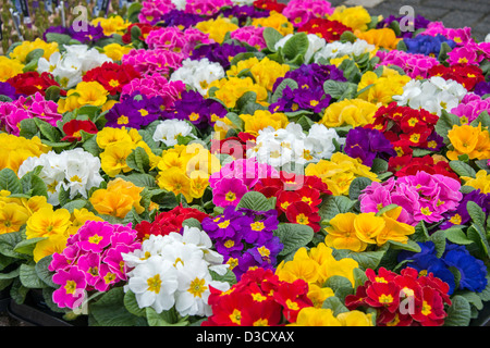 Fleurs de primevères en rouge jaune rose et blanc Banque D'Images