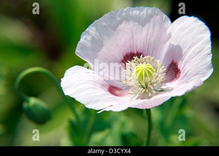 Pavot rose dans le jardin d'été Banque D'Images