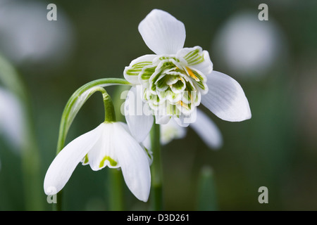 Galanthus nivalis 'Plenus'. Snowdrop double croissant dans le jardin. Banque D'Images